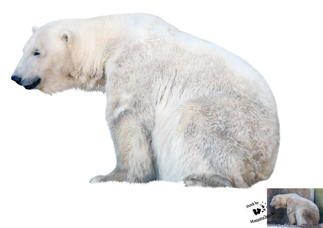 Polar Bear File PNG Image