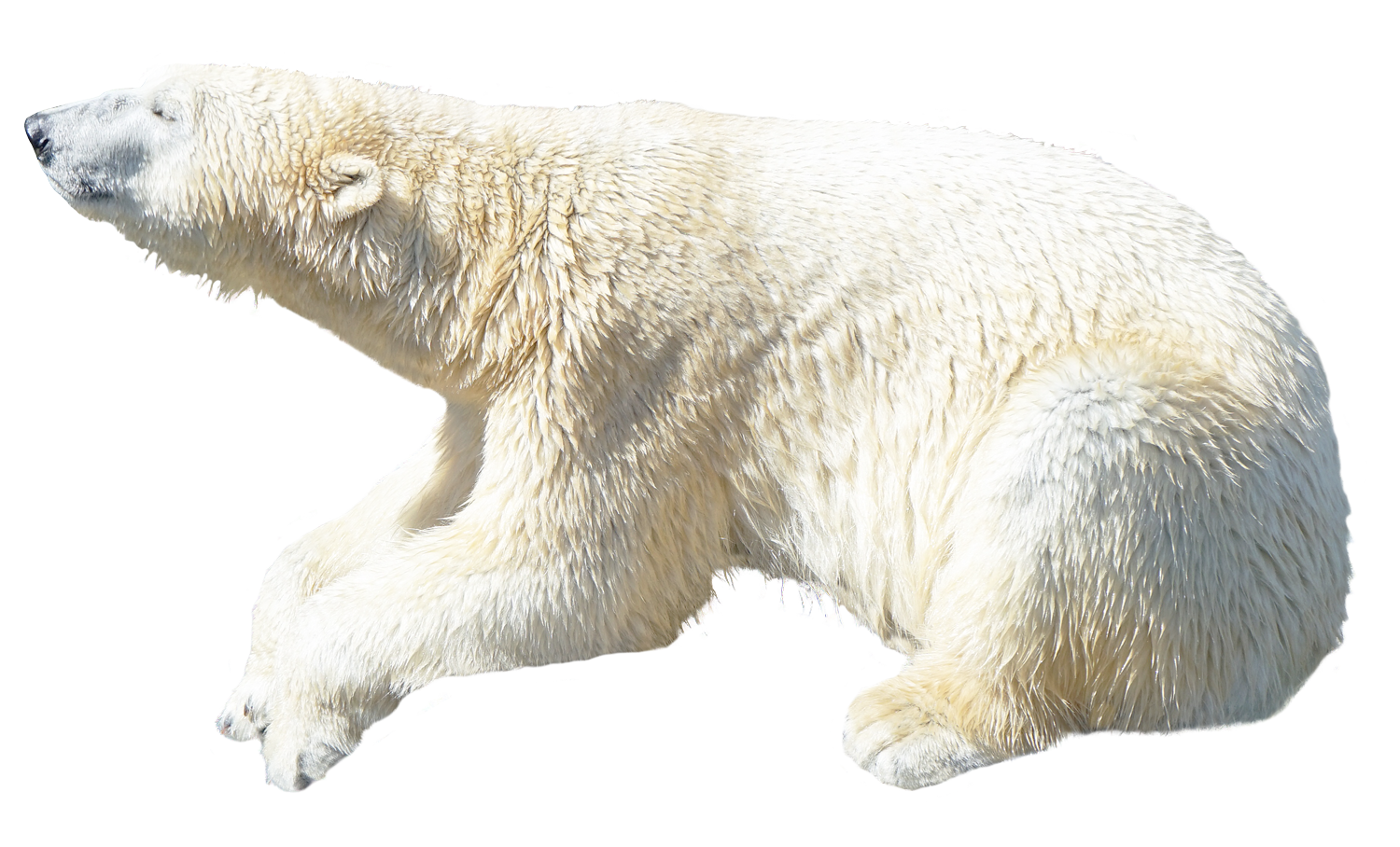 Polar Bear Image PNG Image