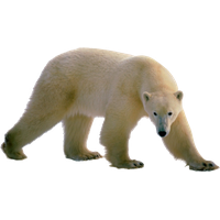 Polar Bear Png Clipart PNG Image