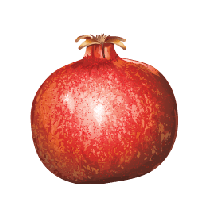 Pomegranate Png Image PNG
