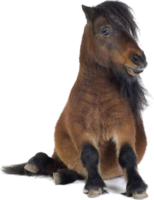 Pony Transparent PNG Image