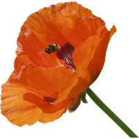 Poppy flower PNG
