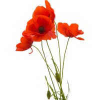 Poppy flower PNG