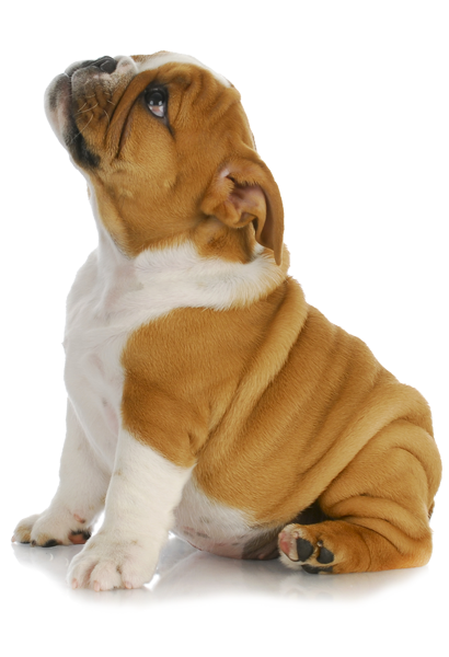 Puppy Clipart PNG Image