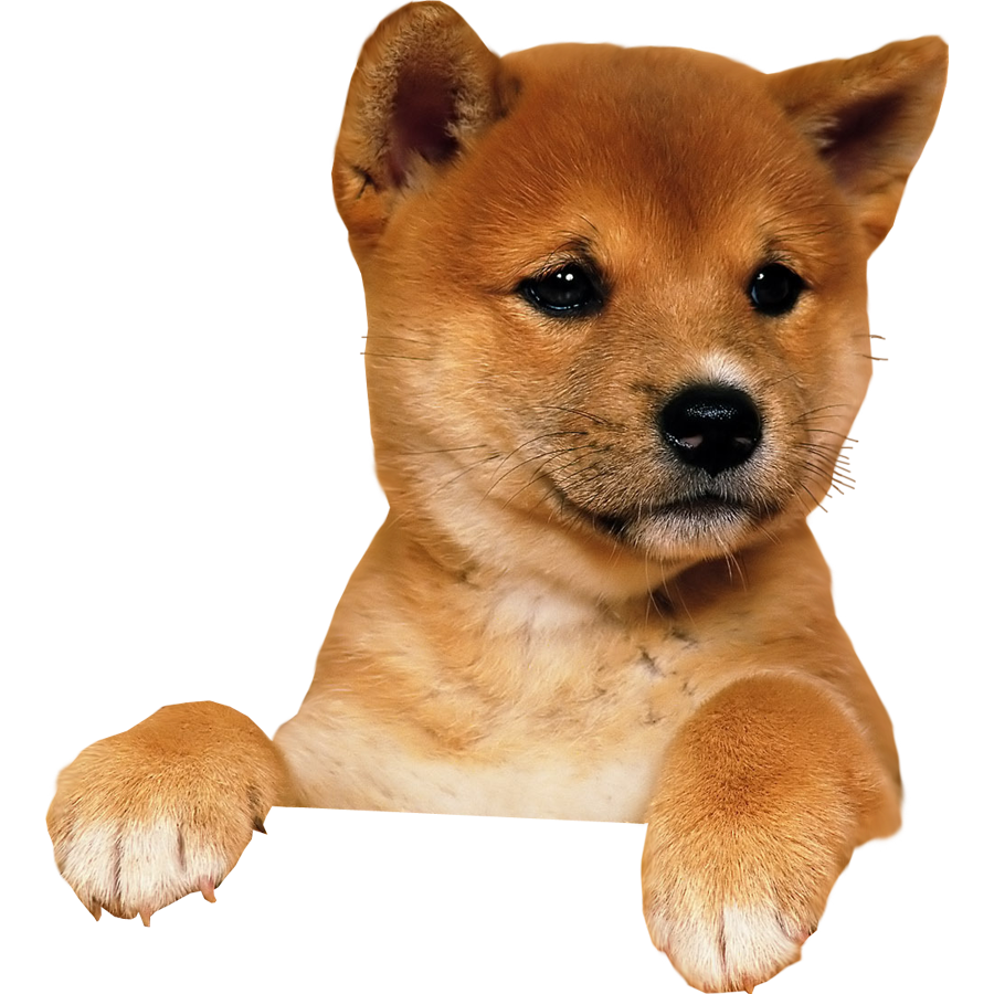 Puppy Image PNG Image
