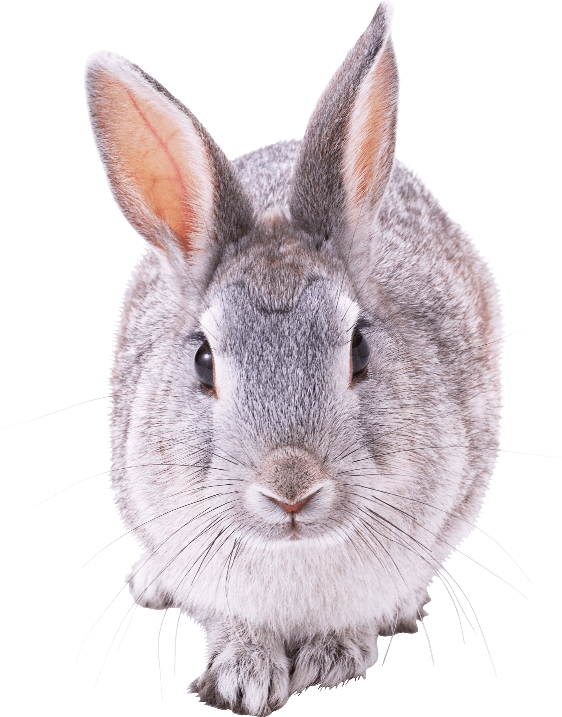 Download Rabbit Png Image Hq Png Image Freepngimg