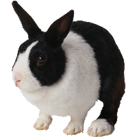 Rabbit Png Image PNG