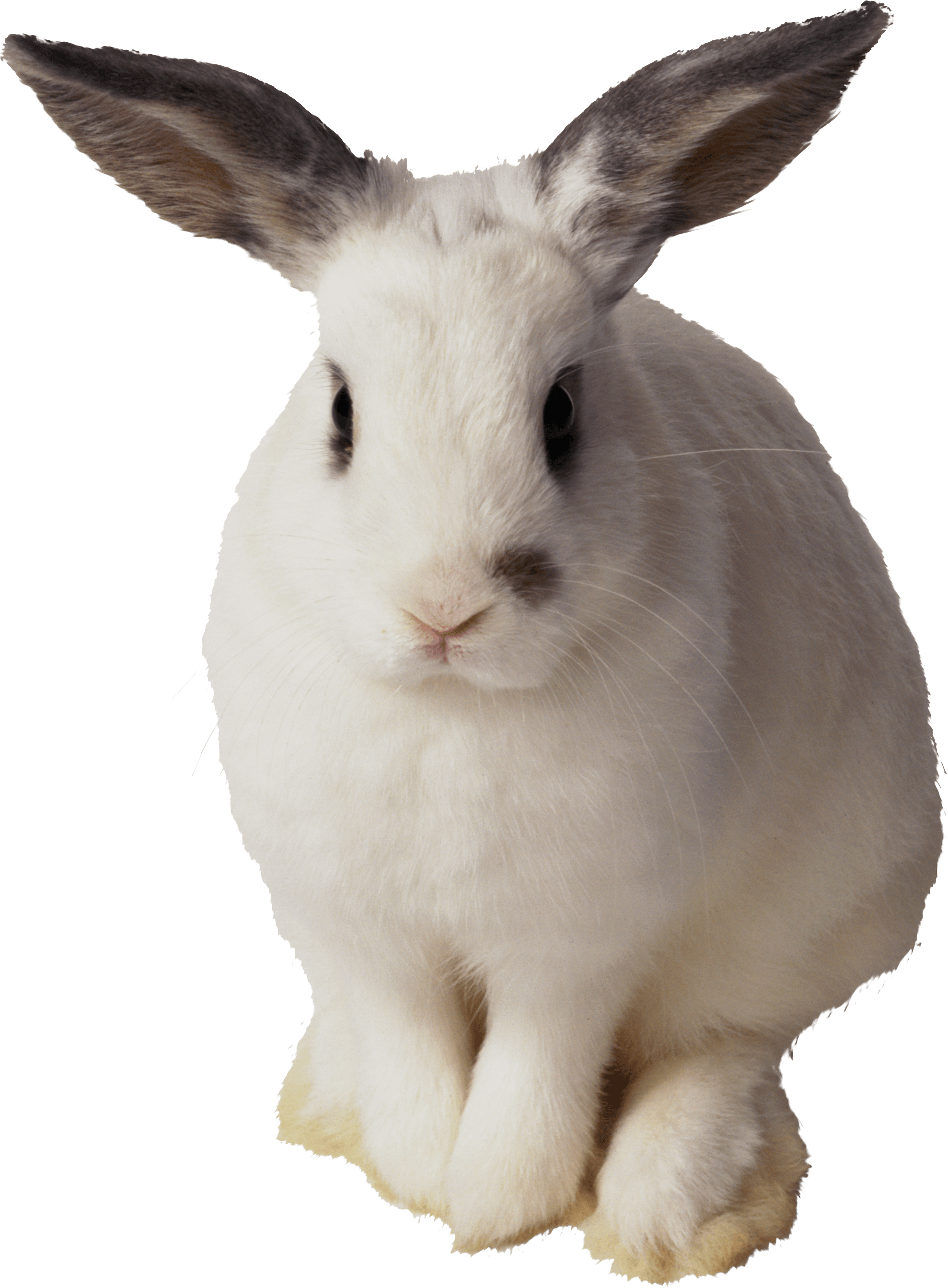 Rabbit Clip Art White Rabbit Png Image Png Download 24532870 - Vrogue