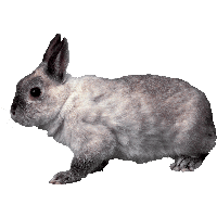 Rabbit Png Image PNG