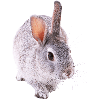 Rabbit Png Image PNG