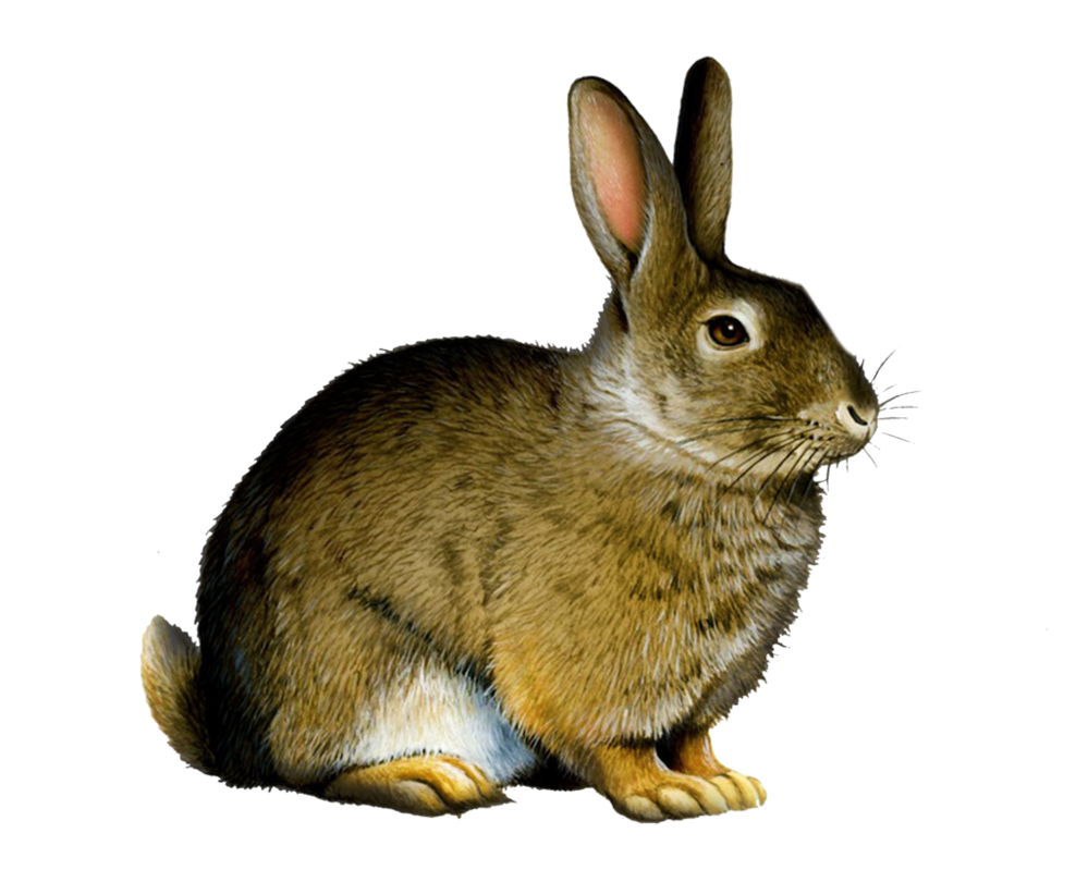 Rabbit Png Clipart PNG Image