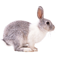 Download Rabbit Free PNG photo images and clipart | FreePNGImg
