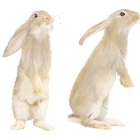 White Rabbit Png Image Transparent PNG Image