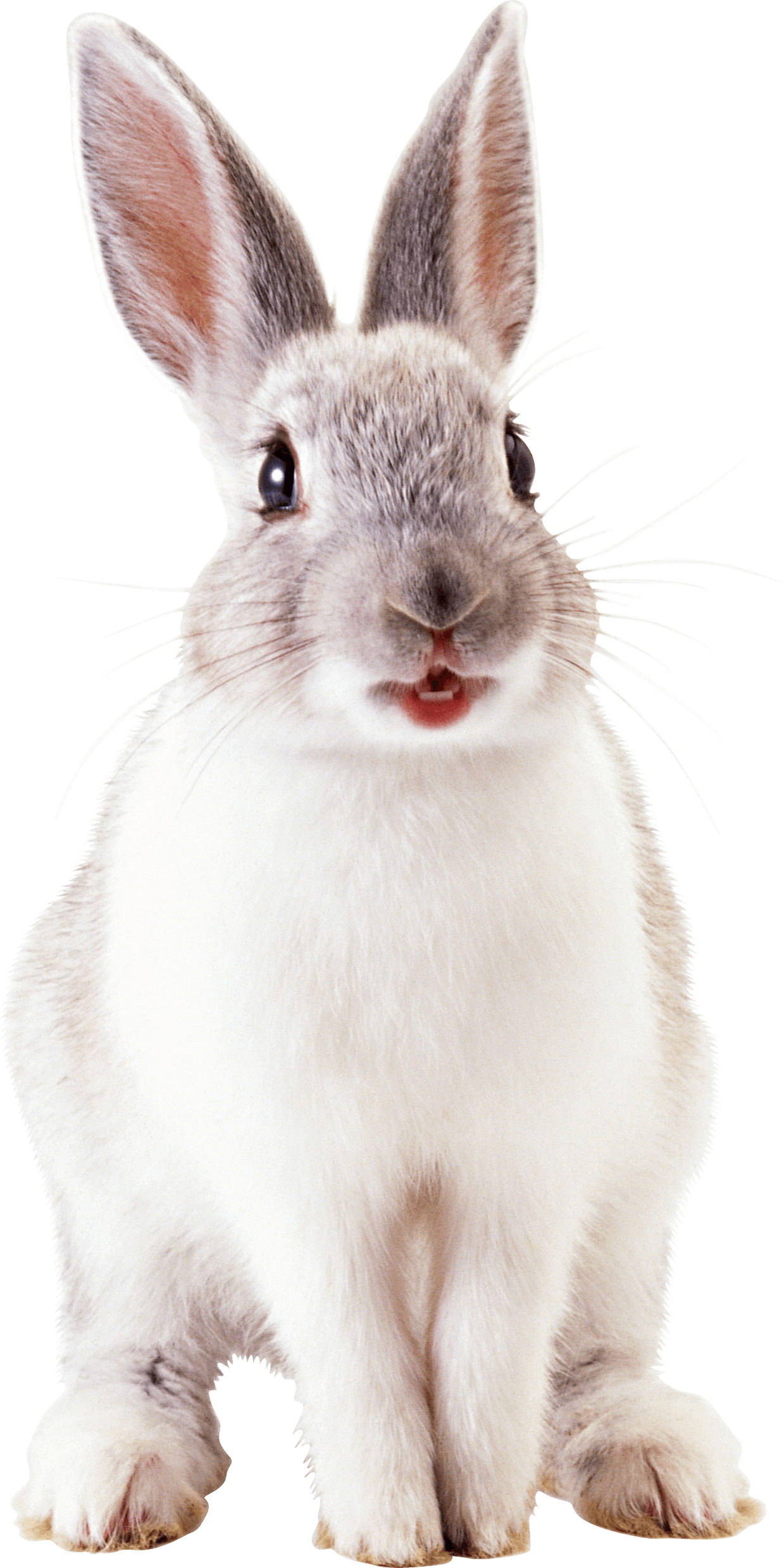 Top 70+ imagen rabbit with white background - thpthoangvanthu.edu.vn