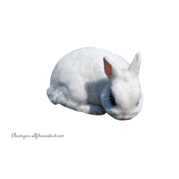 White Rabbit Clipart PNG