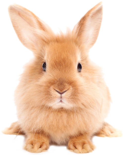 Easter Rabbit Hd PNG Image