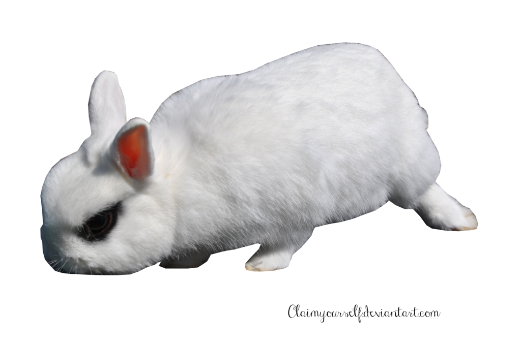 White Rabbit Transparent Image PNG Image
