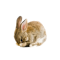Easter Rabbit Transparent PNG Image