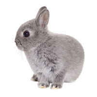 Easter Rabbit Transparent Transparent PNG Image