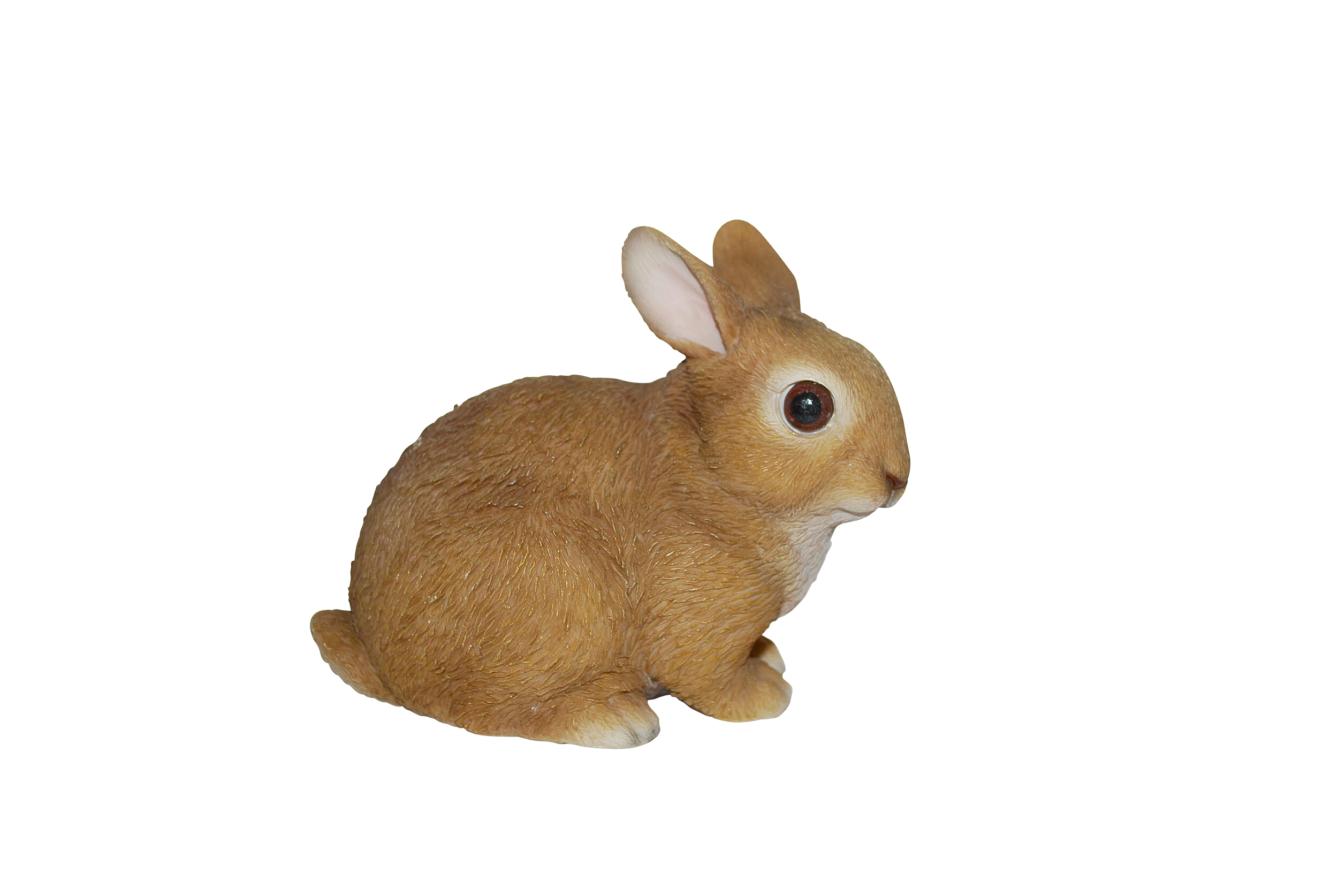 Baby Rabbits In Real Life PNG Image