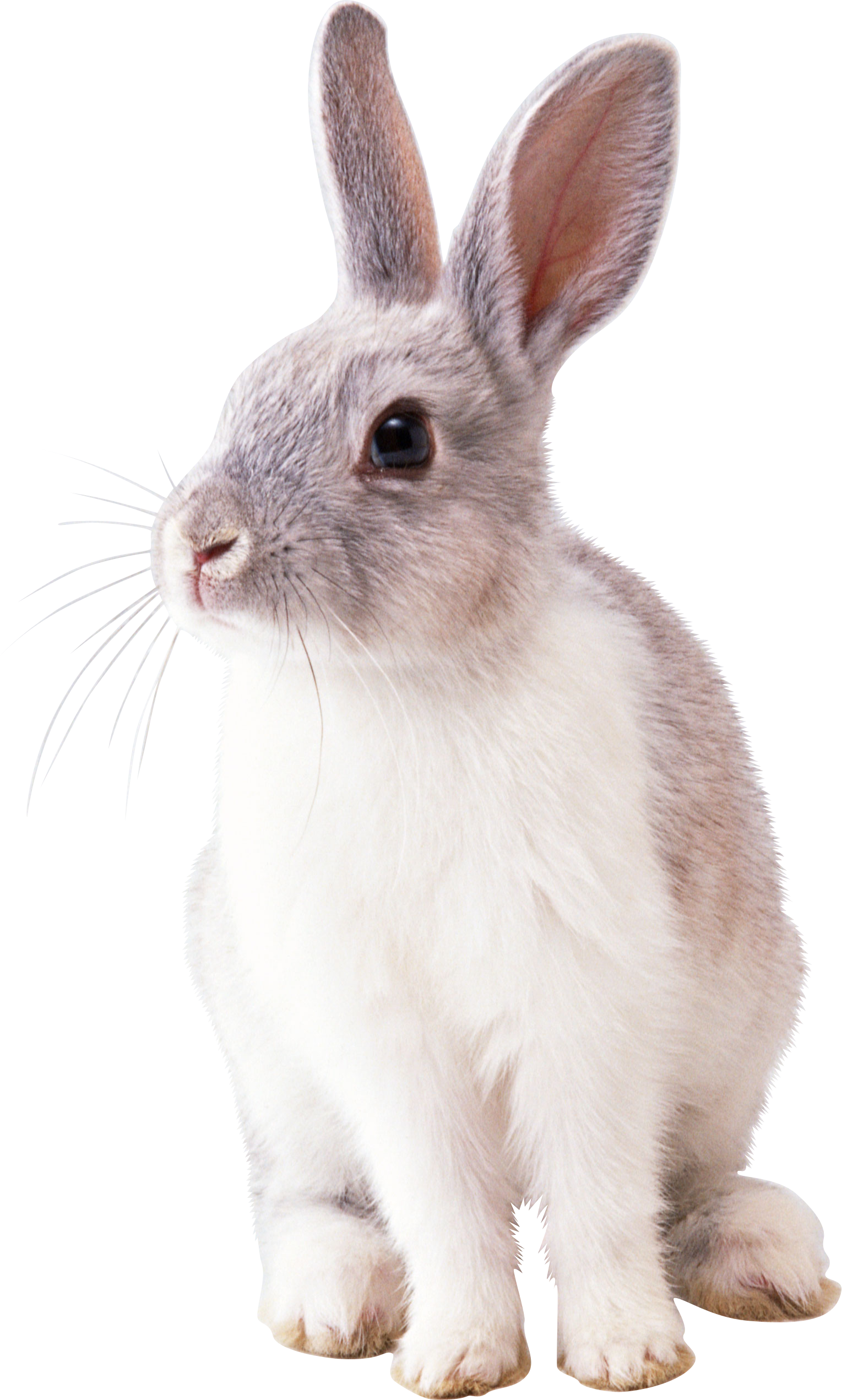 White Rabbit Image PNG Image