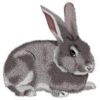 Download Rabbit Free Png Photo Images And Clipart 