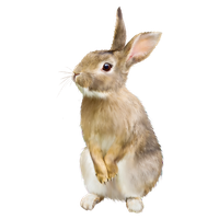 Rabbit PNG