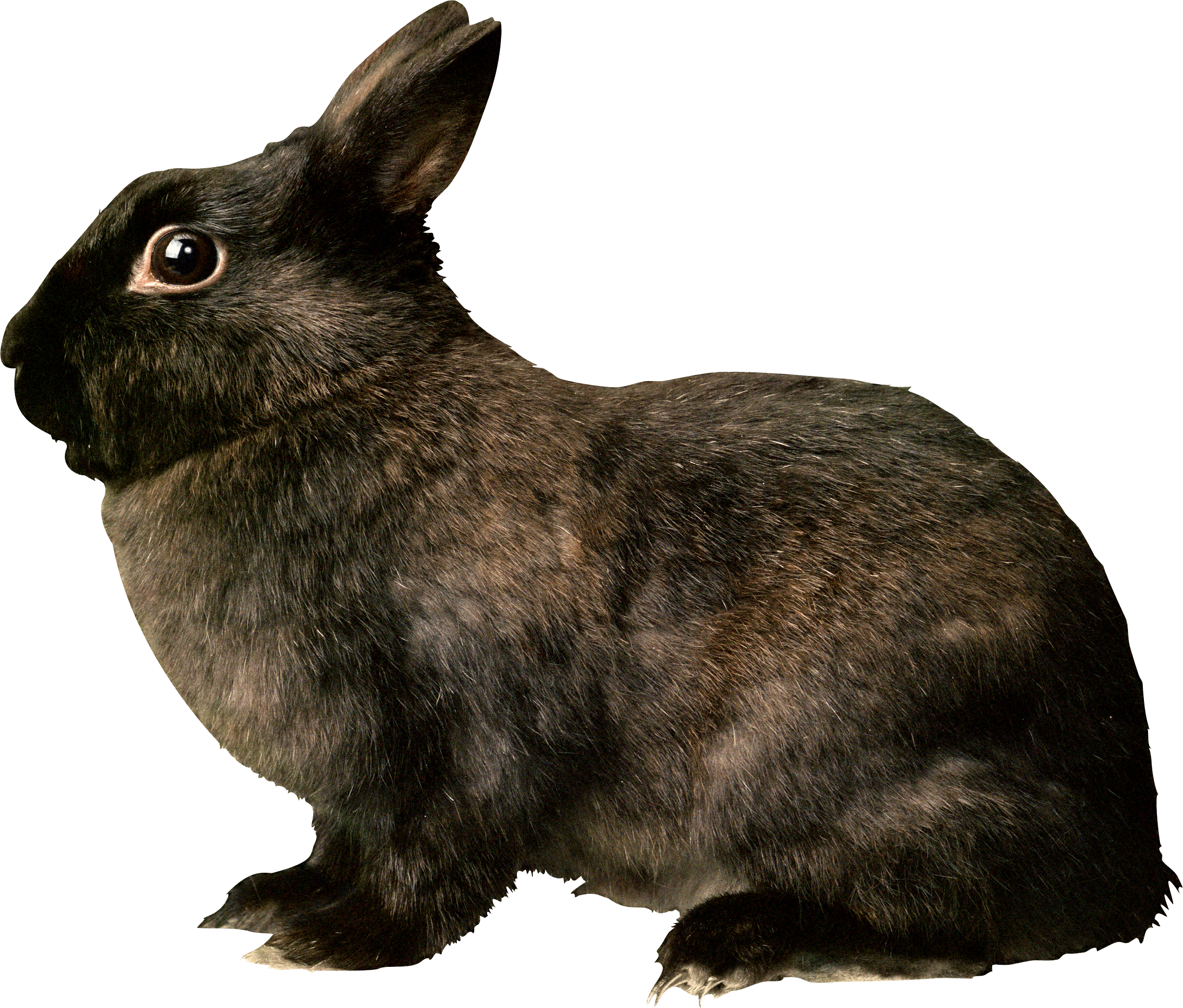Black Rabbit Png Image PNG Image
