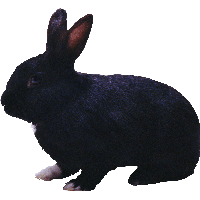 Black Rabbit Png Image Transparent HQ PNG Download | FreePNGImg