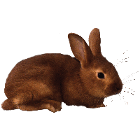 Rabbit Png Image Transparent HQ PNG Download | FreePNGimg