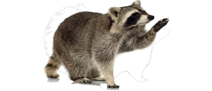 Raccoon Transparent PNG Image