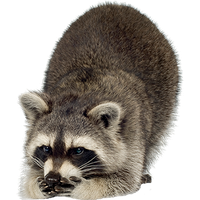 Raccoon Png Picture Transparent HQ PNG Download | FreePNGImg