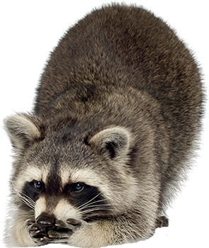 Raccoon Png Image PNG Image