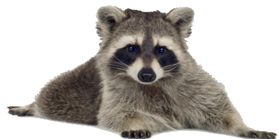Raccoon Picture PNG Image