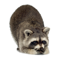 Raccoon Png Clipart Transparent HQ PNG Download | FreePNGImg