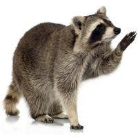 Raccoon Png Picture Transparent HQ PNG Download | FreePNGimg