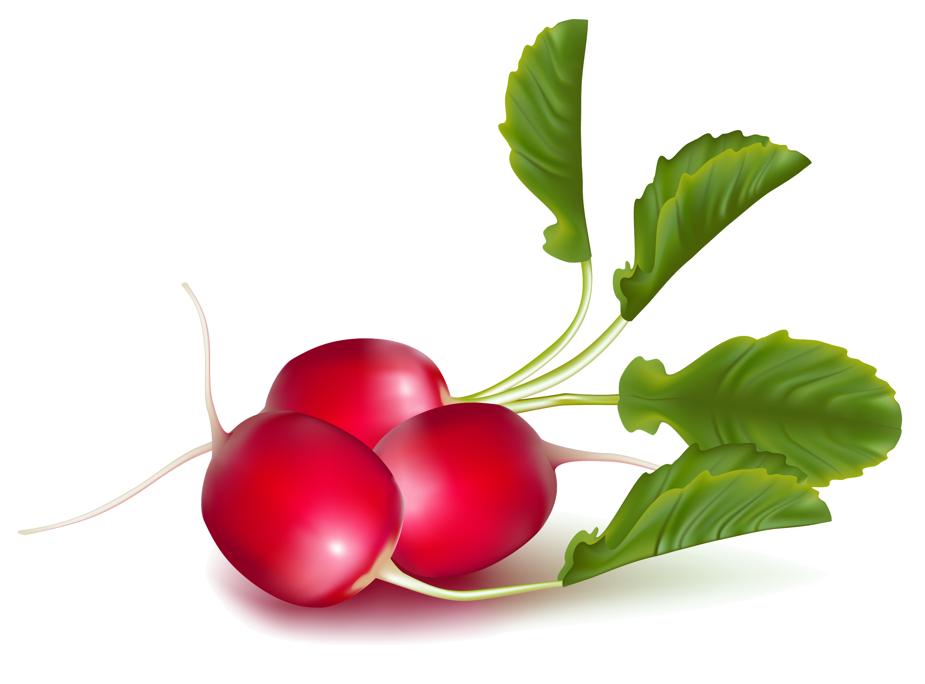 Radish Transparent PNG Image
