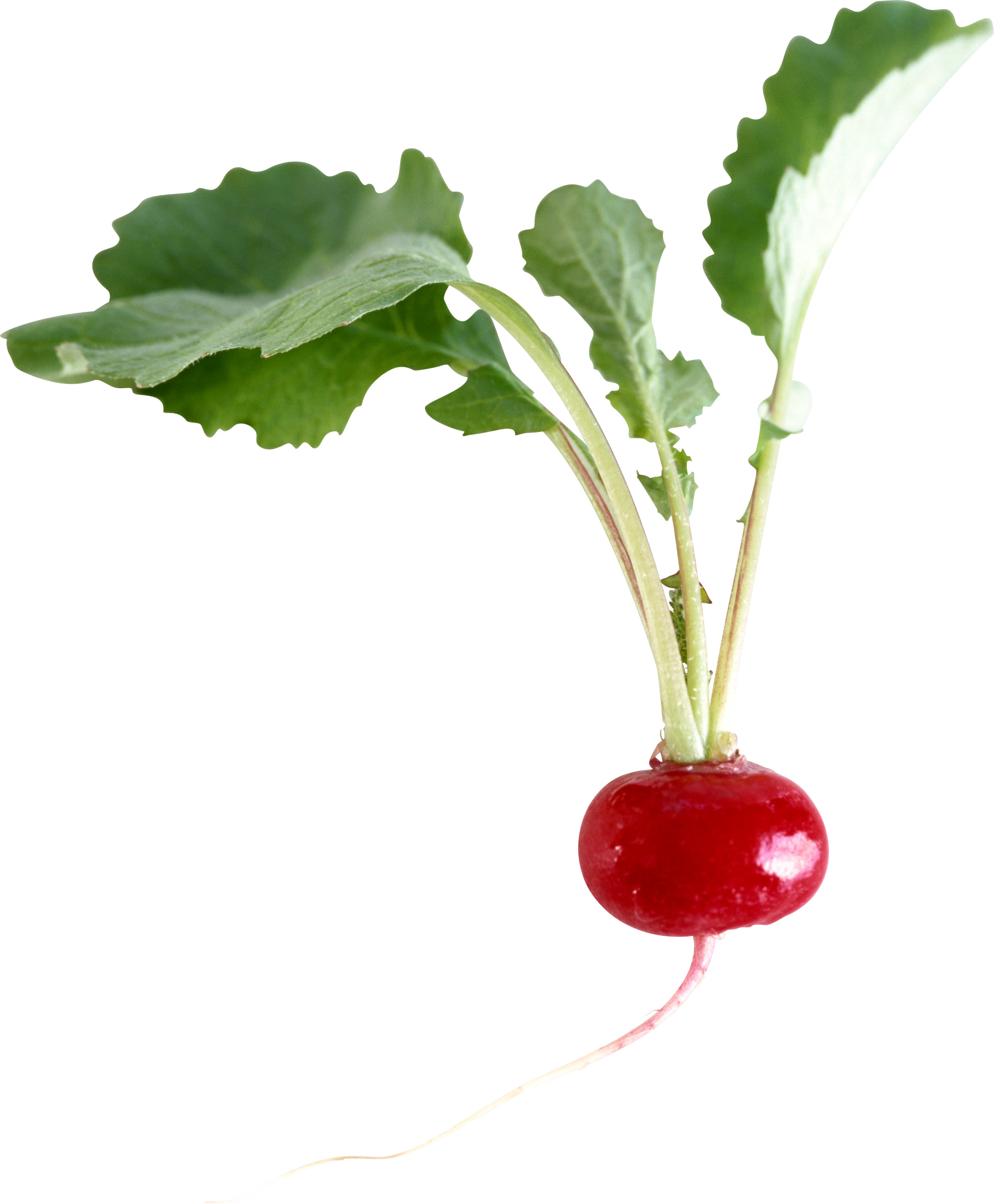 Radish Transparent PNG Image