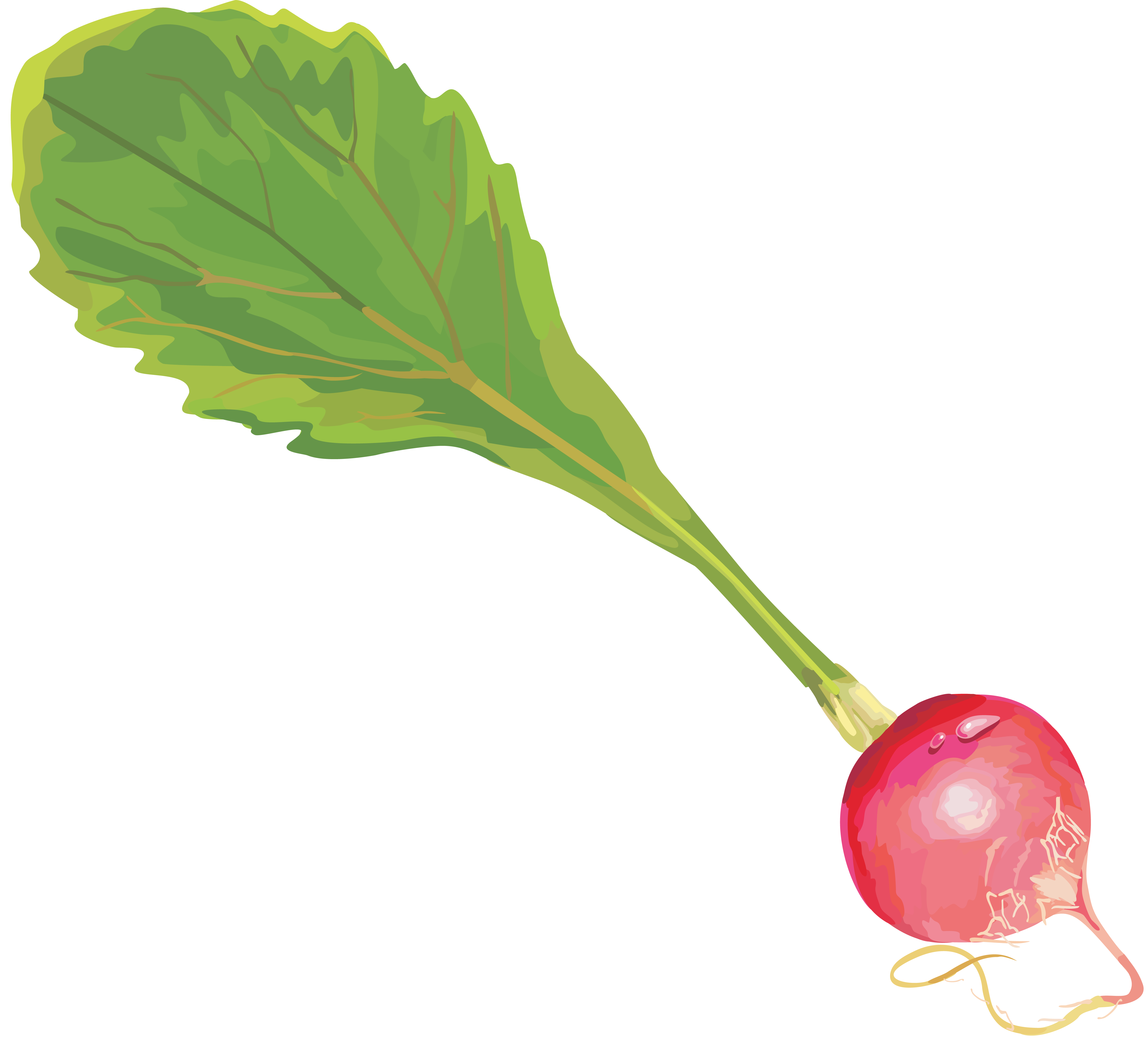 Radish Transparent PNG Image