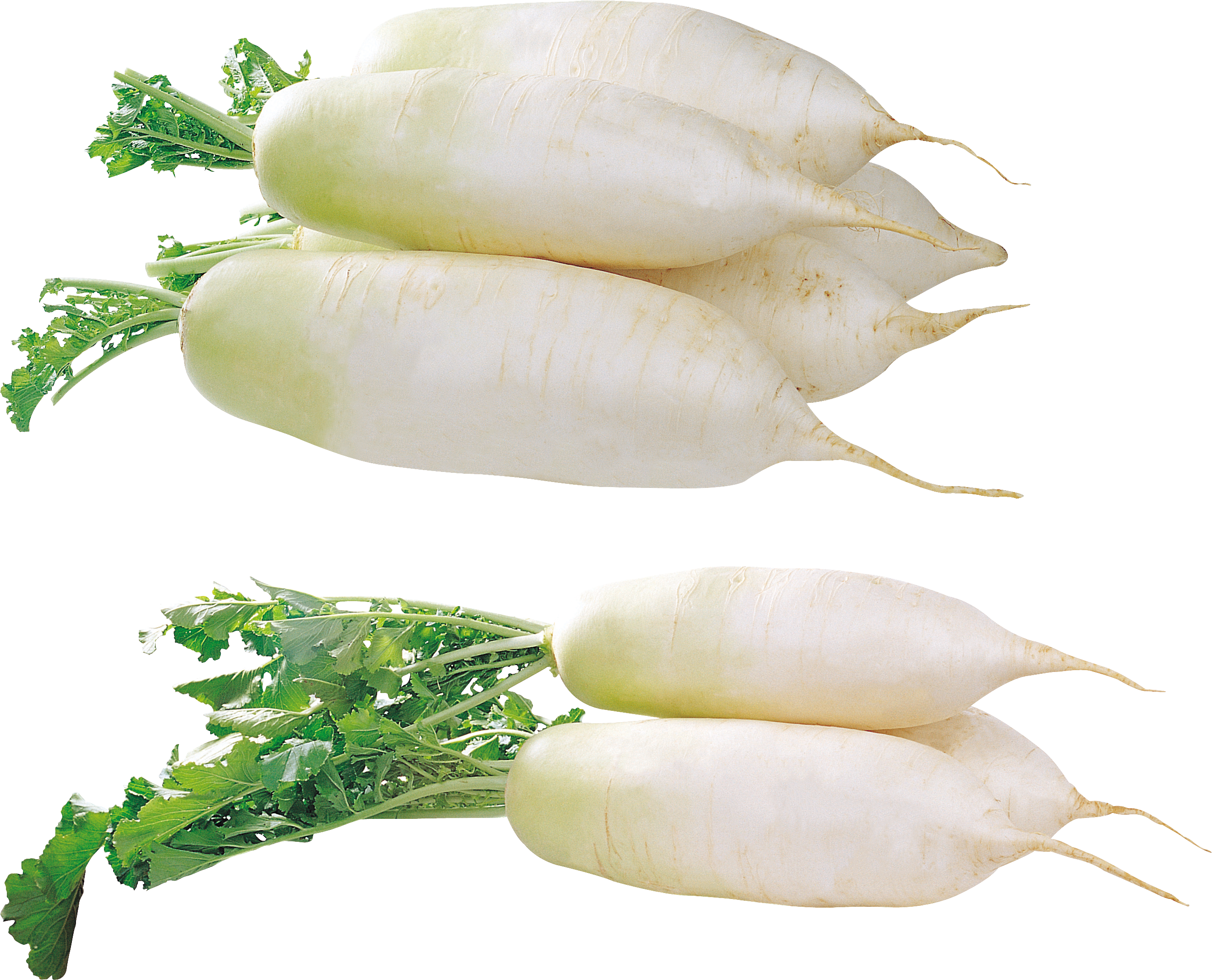 Radish Transparent PNG Image