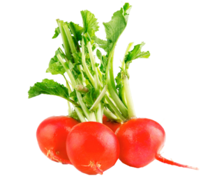 Radish Transparent PNG Image