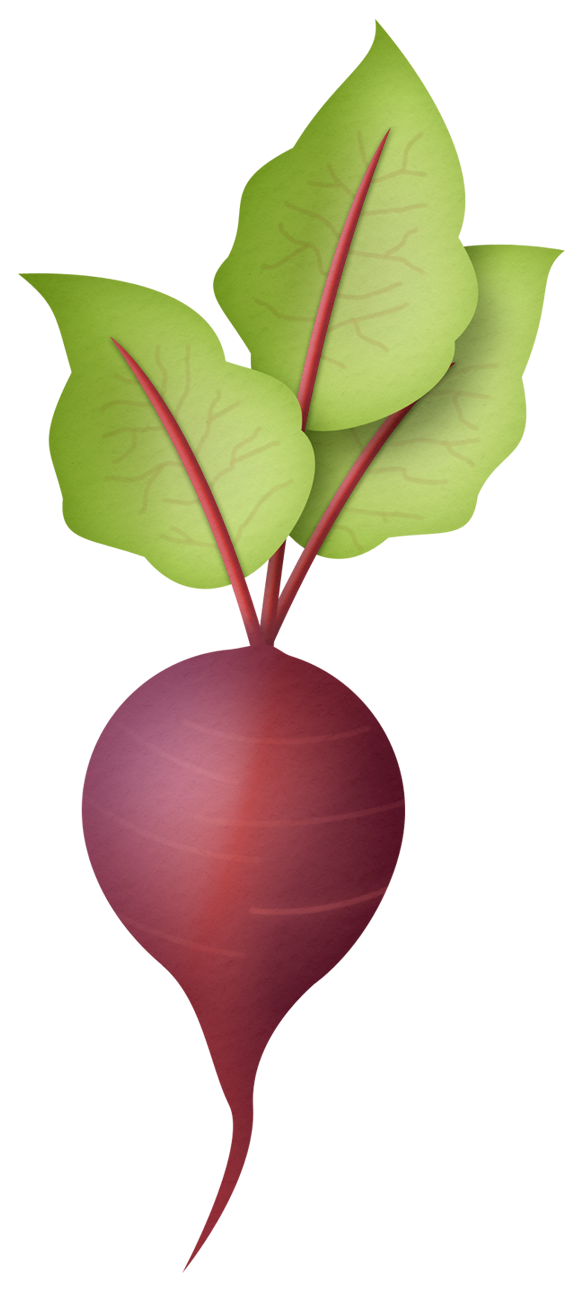 Radish Transparent PNG Image
