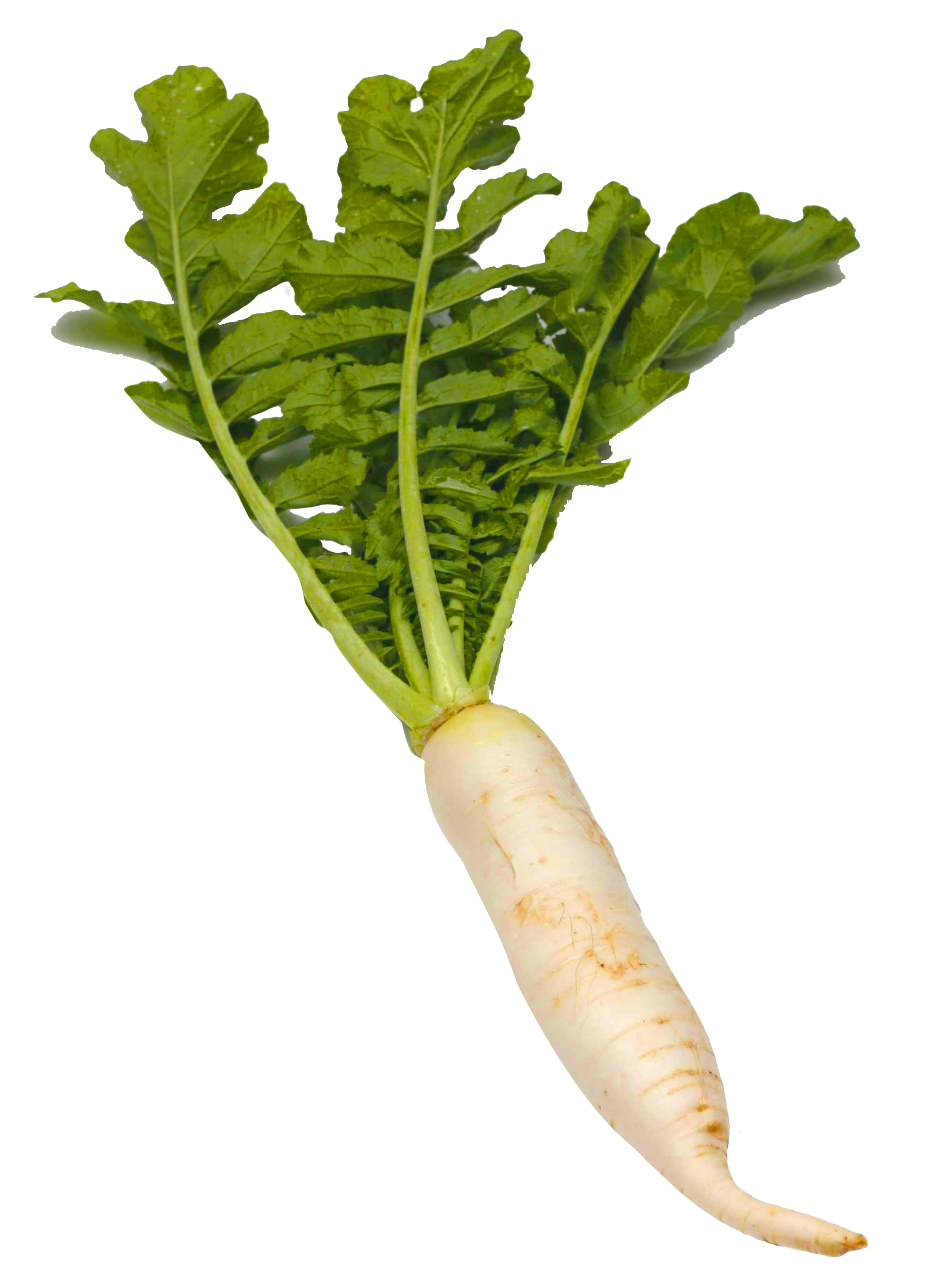 Radish Transparent PNG Image