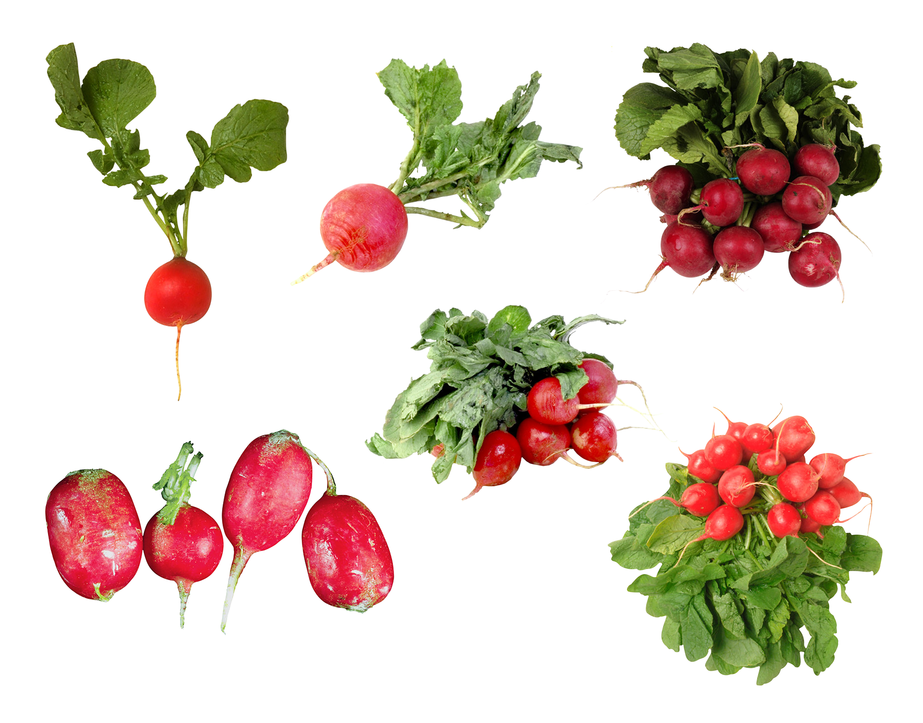 Radish Transparent PNG Image