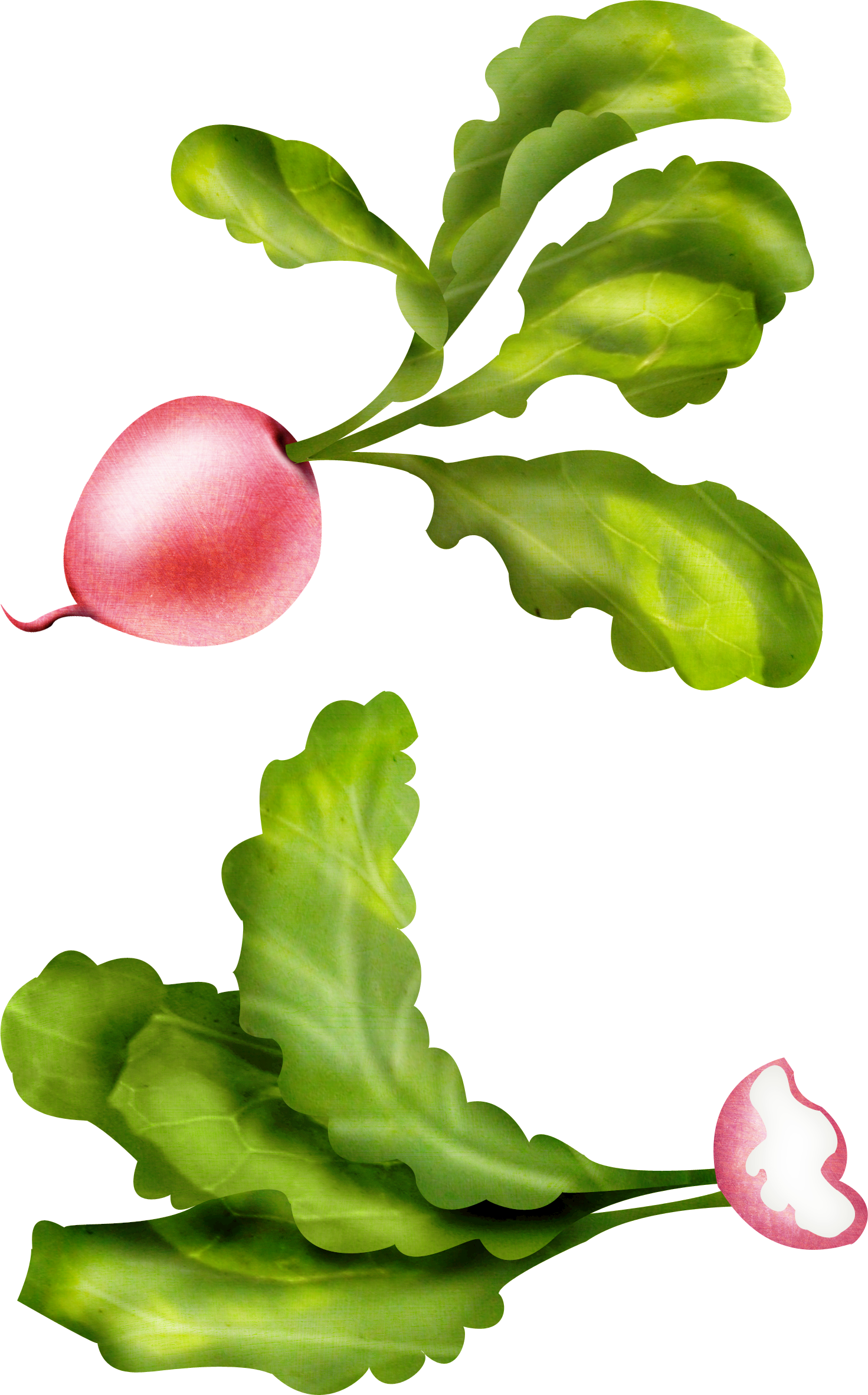 Radish Transparent PNG Image
