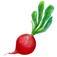 Radish PNG
