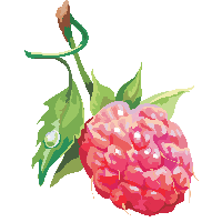 Rraspberry Png Image