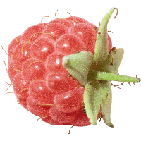Rraspberry Png Image