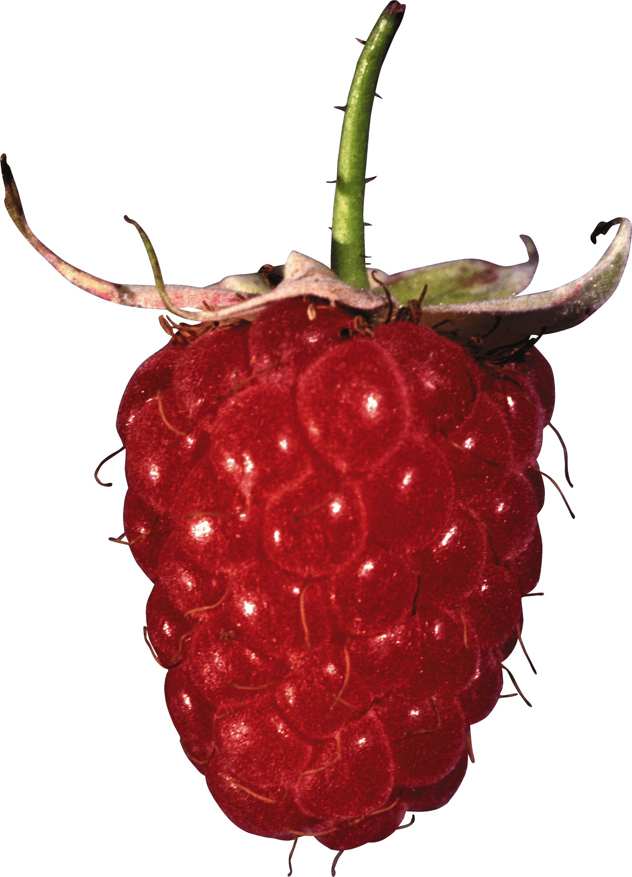 Rraspberry Png Image Transparent PNG Image