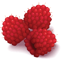 Rraspberry Png Image